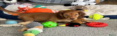 Miniature Dachshund 1