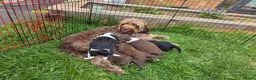 Mixed Breed dogs for sale: Bordoodle X Springer Spaniel puppies  - Advert 18