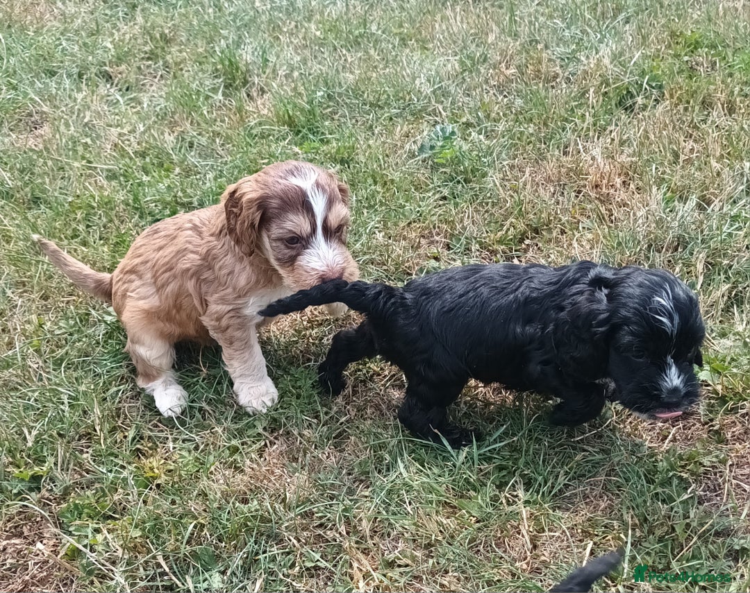 Cockapoo dogs for sale: 🐾 Brilliant Cockalier-a-Poo Puppies! 🐾 - Image 6