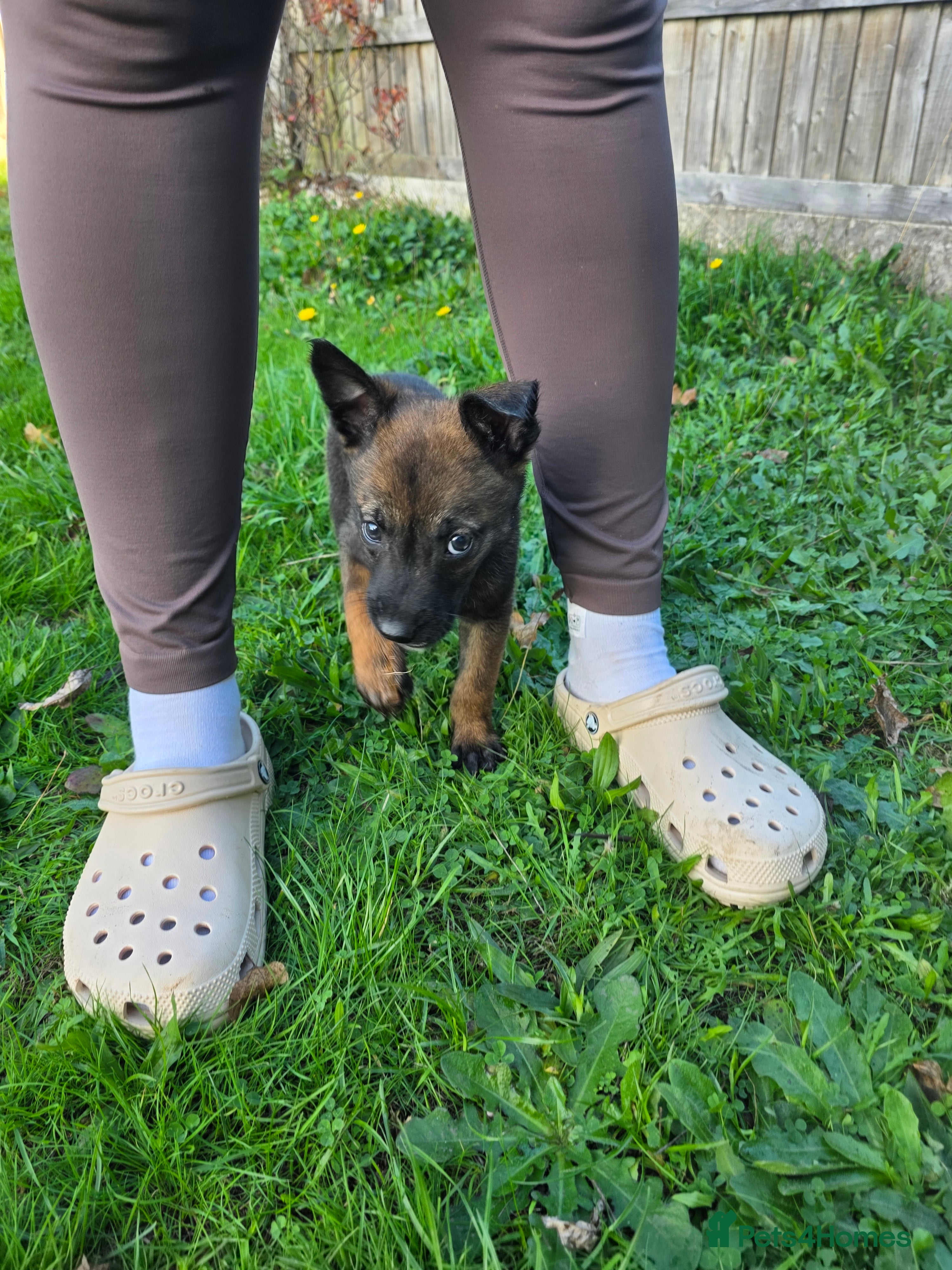 Belgian Shepherd Dog dogs 🔥🔥LAMPAK9 🇧🇪  Belgian Malinois 🔥🔥 - Advert 2