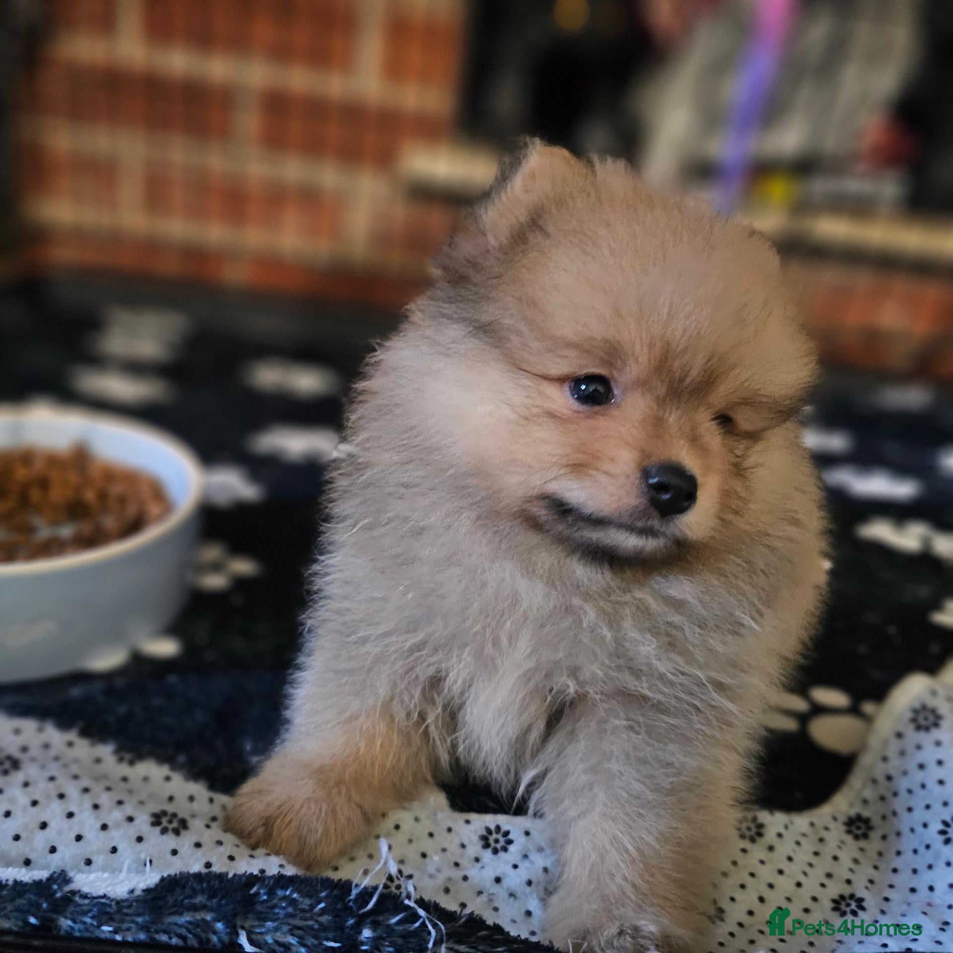 Pomeranian dogs  1 pomeranian boy - Advert 11