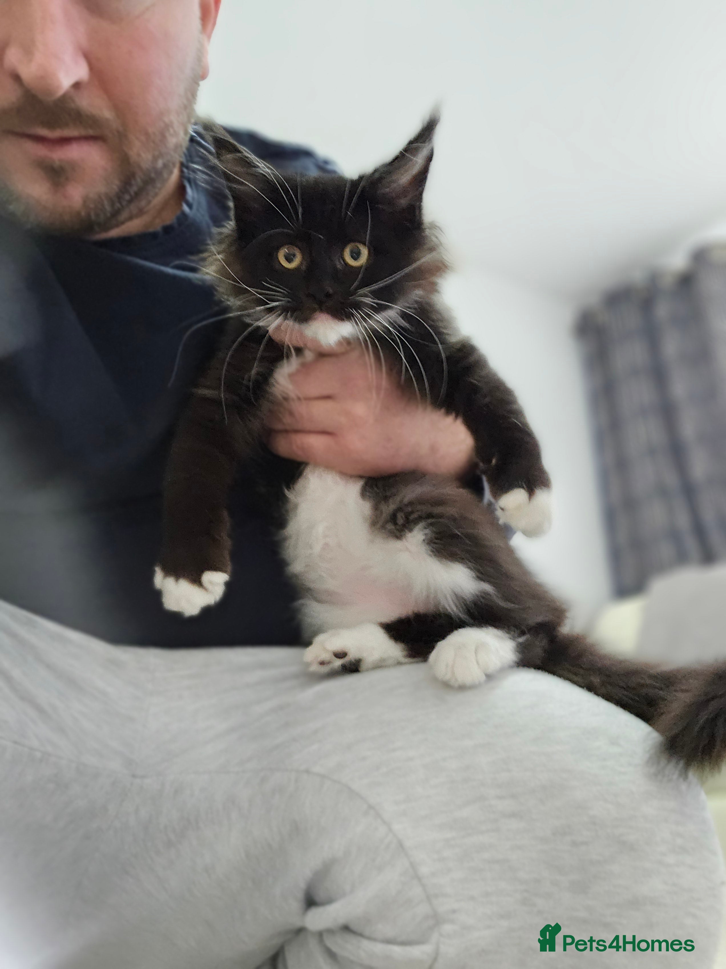 Maine Coon cats Giant Maine Coon  - Advert 1