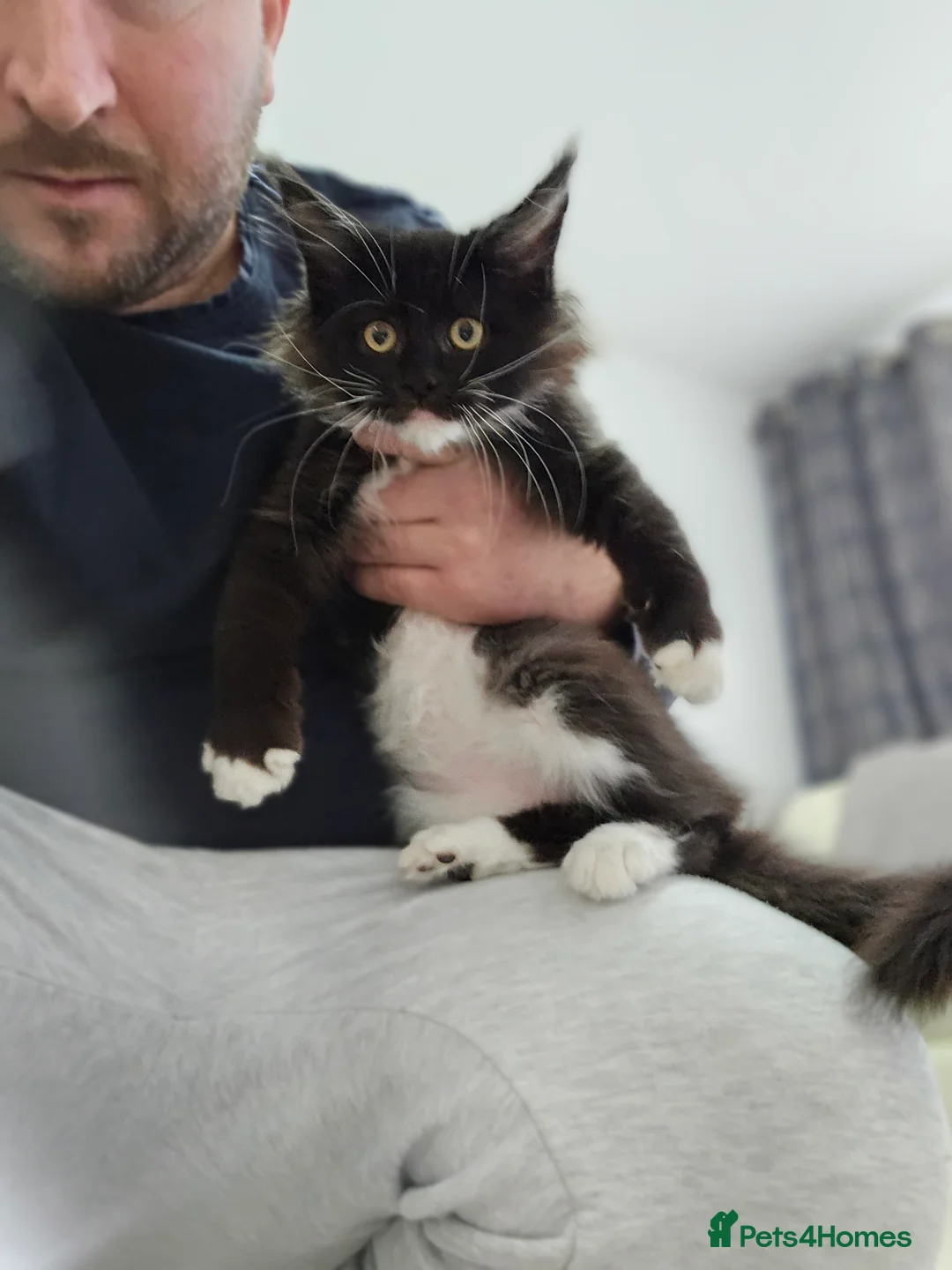 Maine Coon cats for sale: Giant Maine Coon  - Advert 1