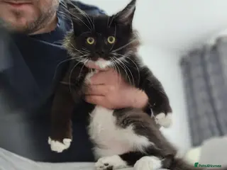 Maine Coon cats Giant Maine Coon - Advert 1