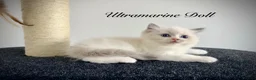 Ragdoll cats for sale: Last three ragdoll kittens! Don’t miss out! - Advert 9