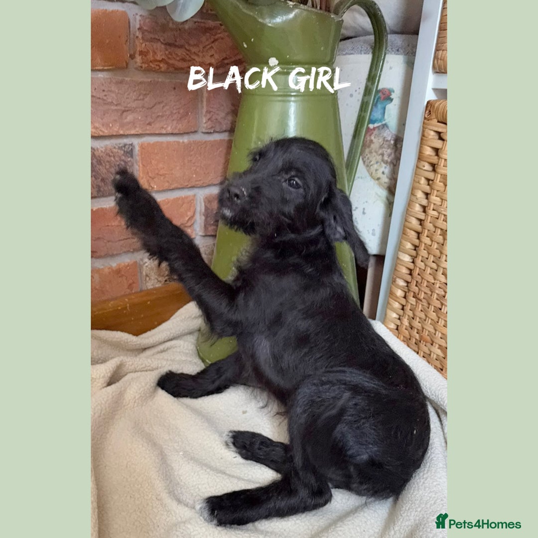 Mixed Breed dogs for sale: ☀️PERFECT POOGLES (beagleXminiature poodle)☀️ in Rhayader - Image 16