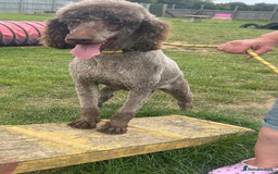 Standard Poodle dogs for sale: Gorgeous Chocolate Standard Poodle Ladies  - Image 7