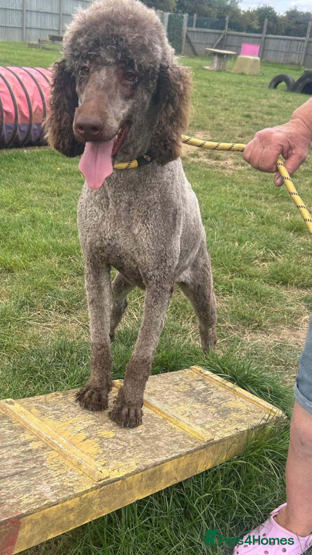 Standard Poodle dogs for sale: Gorgeous Chocolate Standard Poodle Ladies  - Image 7