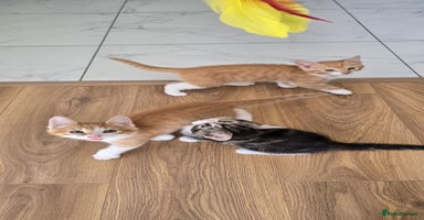 Mixed Breed cats - Advert 9