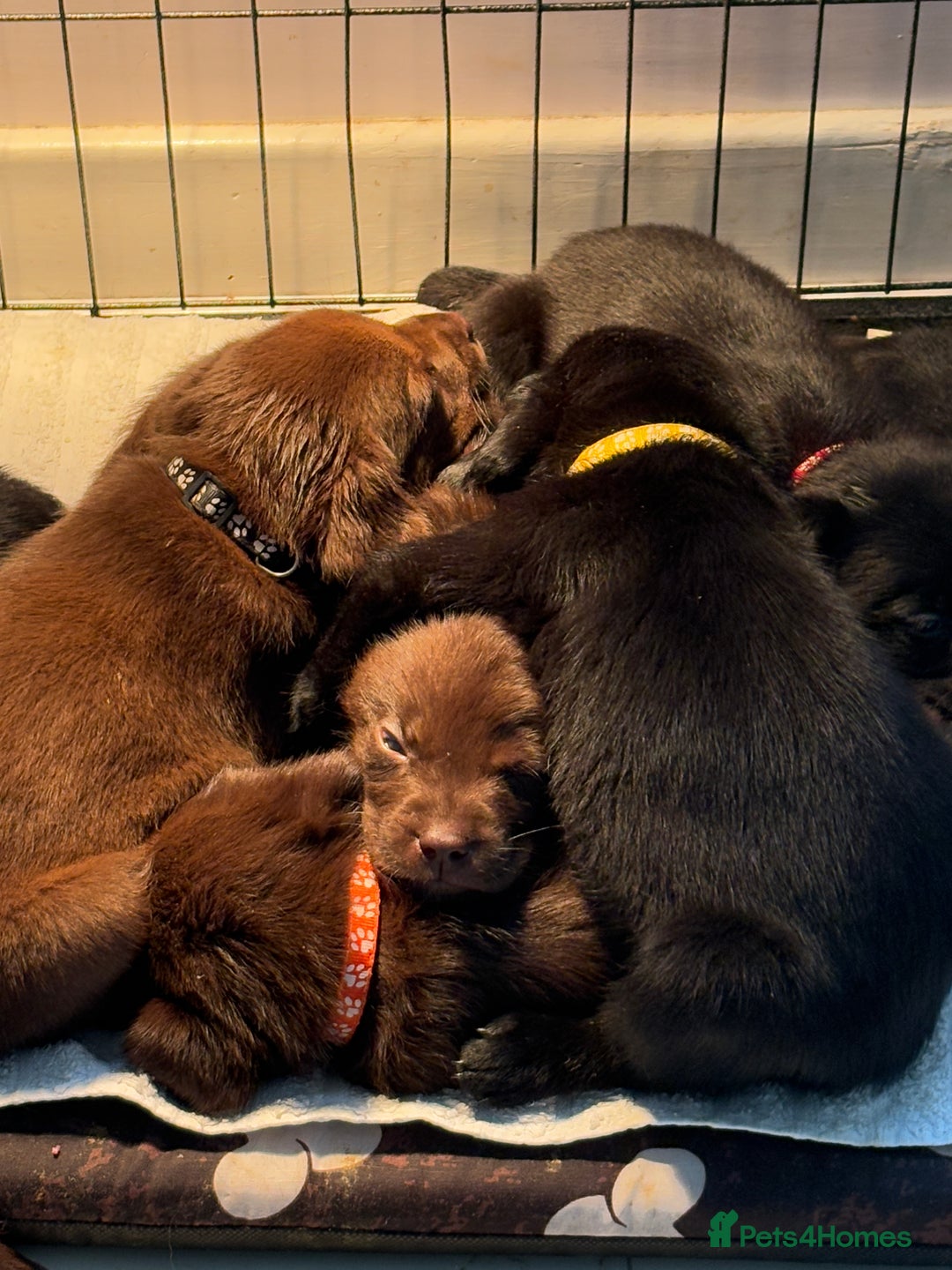 Labrador Retriever dogs for sale: Beautiful puppies, proud of Mum - Advert 10