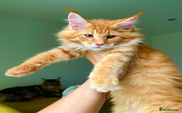 Maine Coon cats for sale: Maine Coon XXXL - Advert 9