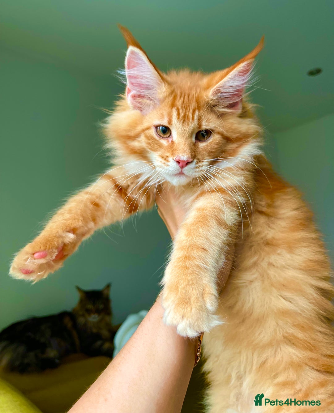 Maine Coon cats for sale: Maine Coon XXXL - Advert 9