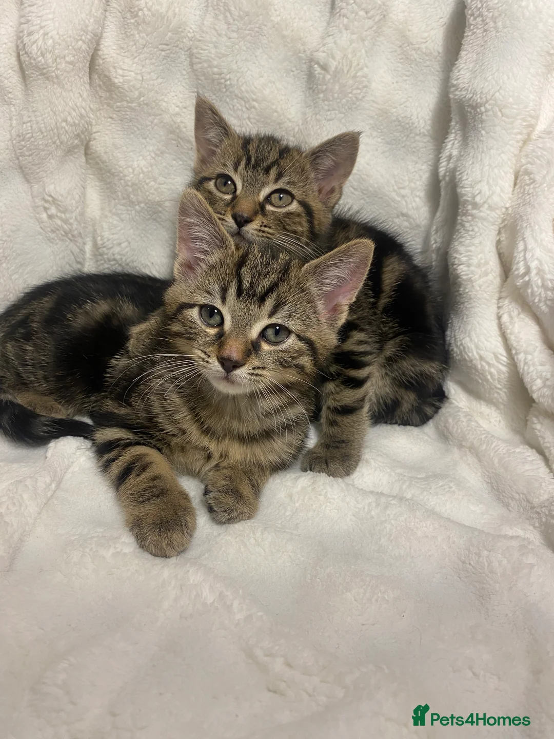 Mixed Breed cats for sale: 2 Adorable Kittens Awaiting Their Forever Home🏡 - Advert 2