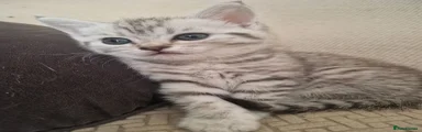 British Shorthair 2