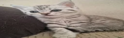 British Shorthair cats for sale: British Shorthair Cross Kittens - Advert 7