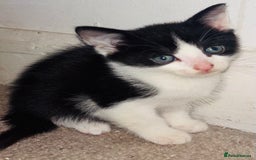 Mixed Breed cats for sale:  Beautiful Kittens For Sale !!! - Image 2
