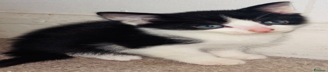 Mixed Breed Kitten 2