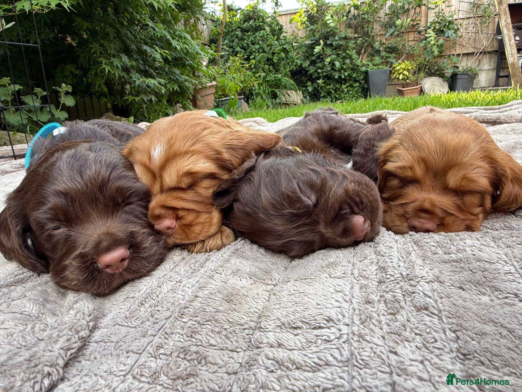Cocker Spaniel dogs Stunning KC/Health tested working cocker spaniels - Advert 1