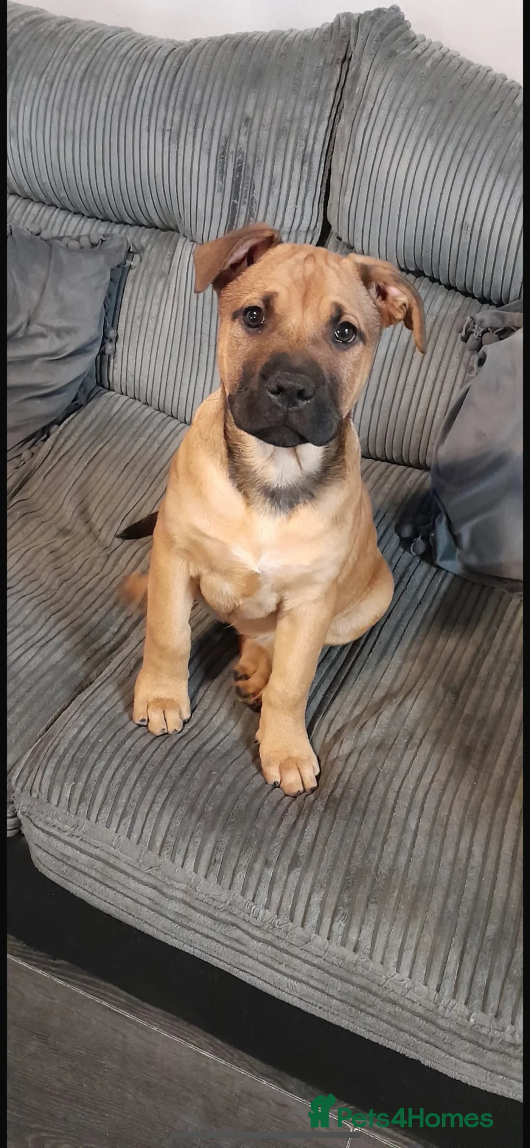 Mixed Breed dogs for sale: Staffy cross bullmastiff in Sheffield - Advert 4