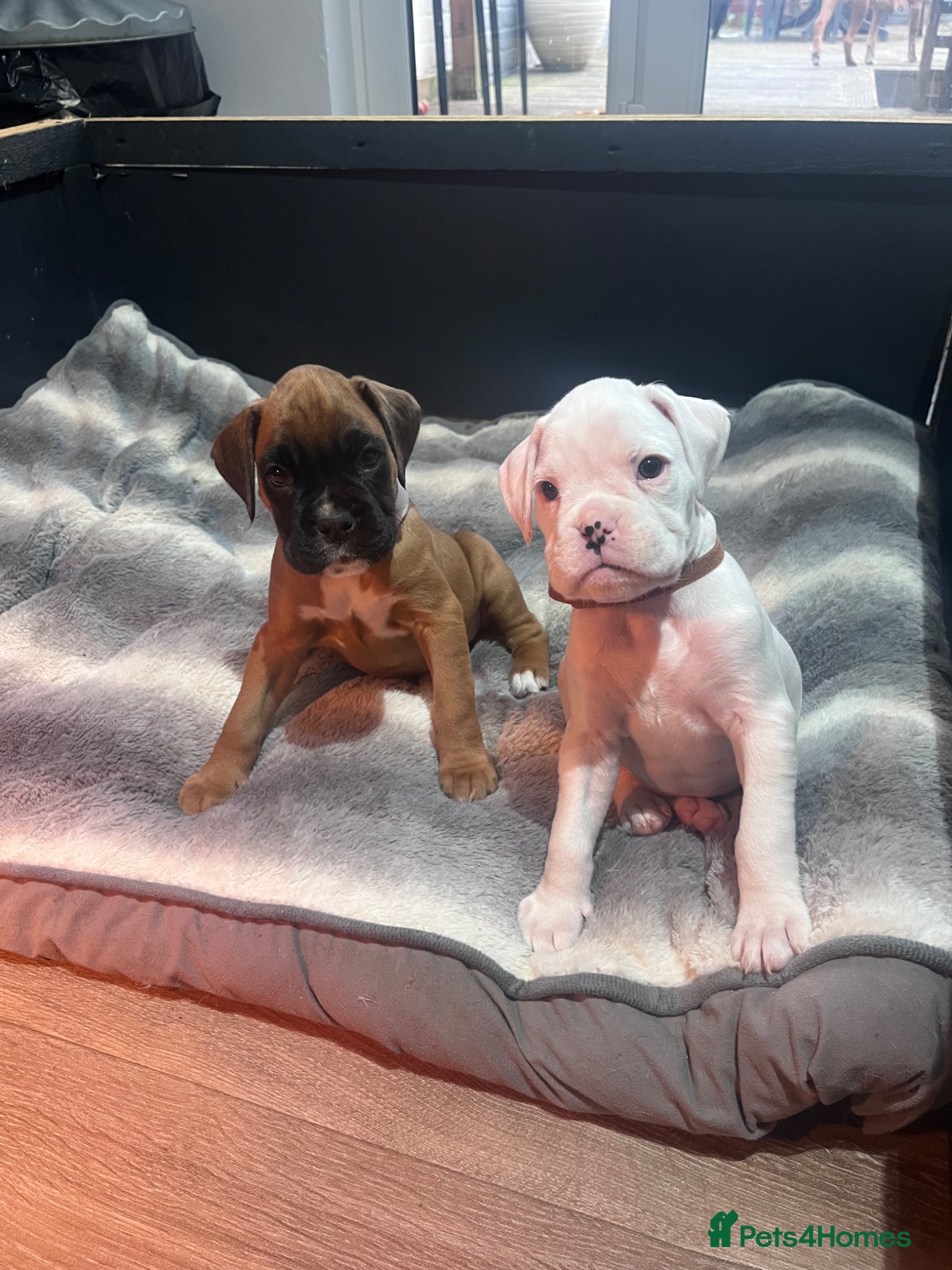 Boxer dogs 2 left! Gorgeous boxer litter! - Advert 1