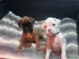 Boxer dogs 2 left! Gorgeous boxer litter! - Advert 1
