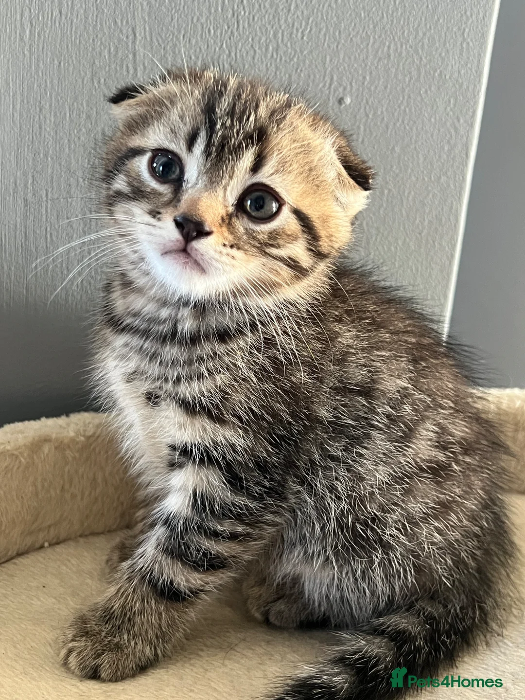 Scottish Fold cats for sale: Pretty Scottish fold kittens  - Advert 15