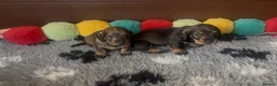 Dachshund dogs for sale: Wire- haired dacshund puppies  - Advert 10