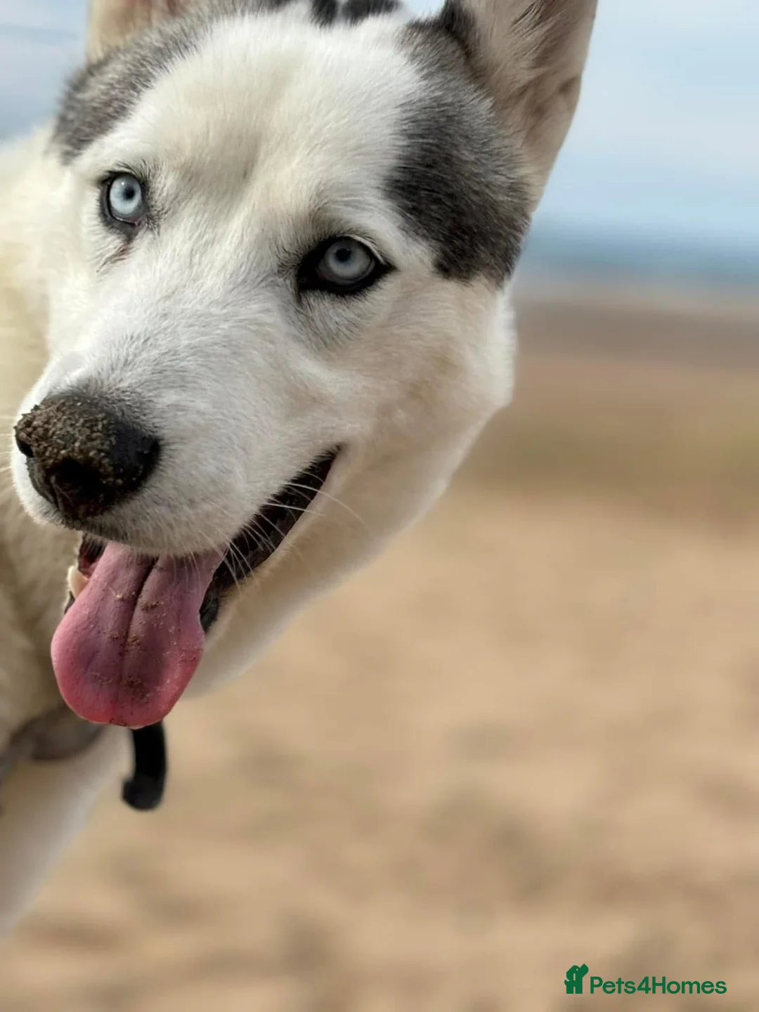 Siberian Husky dogs for sale: 2 year old neutered male husky £300 - Advert 2