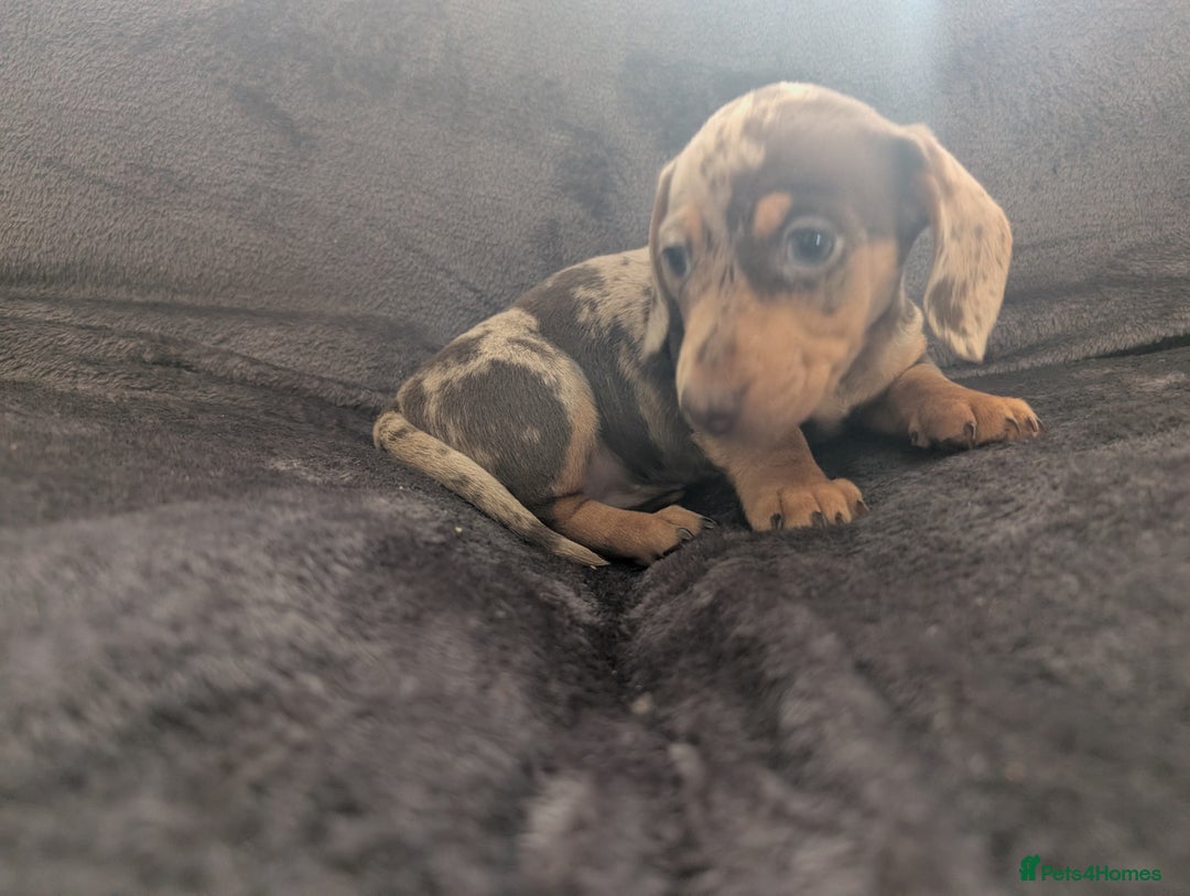 Miniature Dachshund dogs for sale: Stunning Miniature Daschounds Puppies  - Image 9
