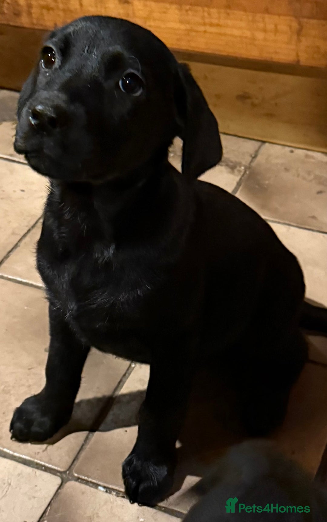 Mixed Breed dogs for sale: German Pointer x Labrador Pups - Advert 5