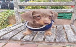 Doxiepoo dogs for sale: Adorable Doxiepoo puppy's  - Image 2