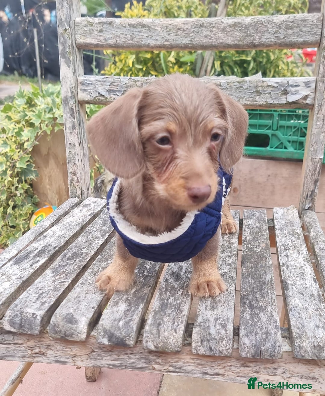 Doxiepoo dogs for sale: Adorable Doxiepoo puppy's  - Image 2