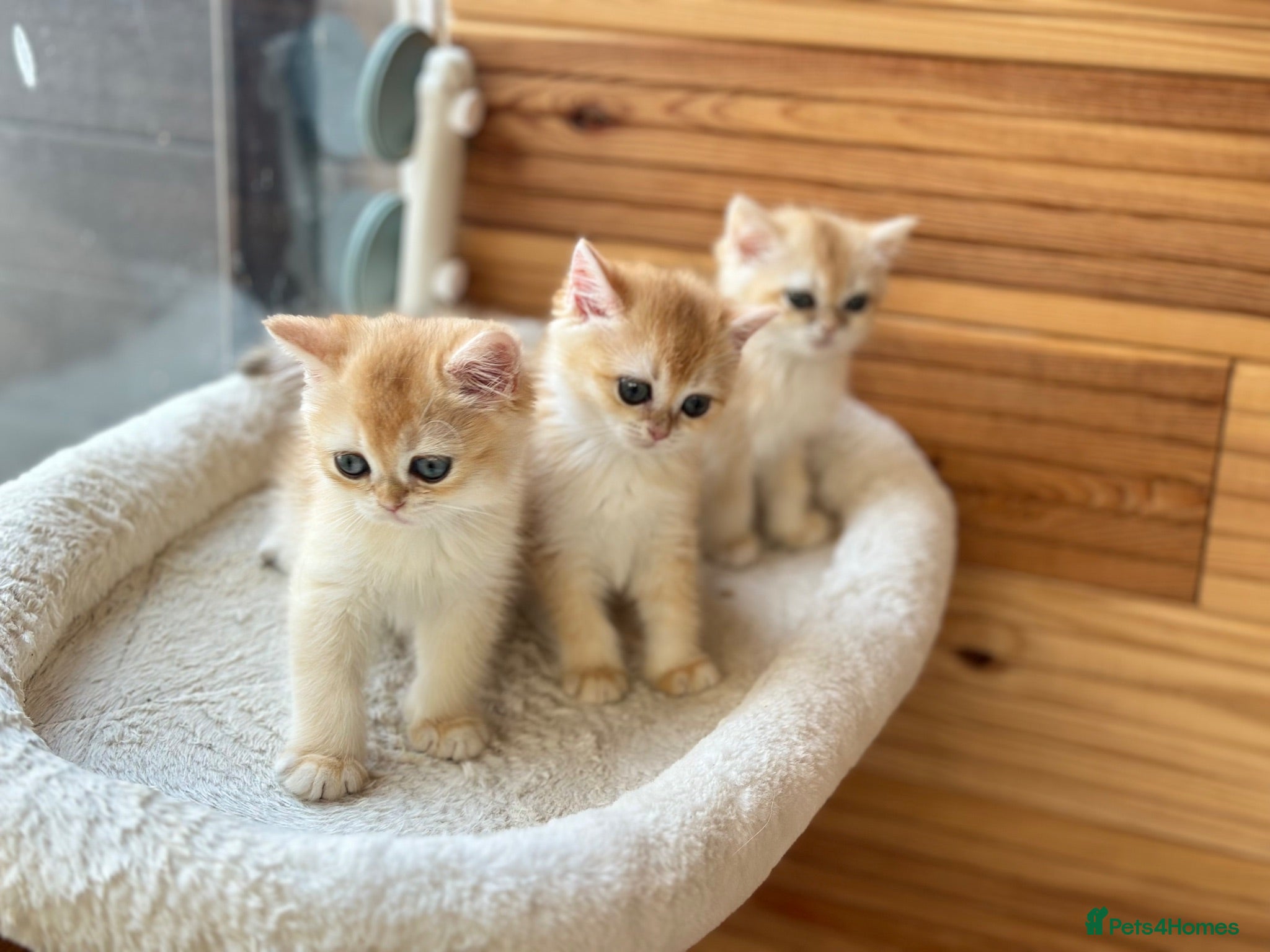 British Shorthair cats Gorgeous GCCF registered British shorthair Gold. - Advert 2