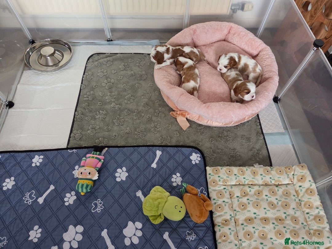 Cavalier King Charles Spaniel dogs for sale: Cavalier King Charles Spaniel 3 x puppies - Advert 28