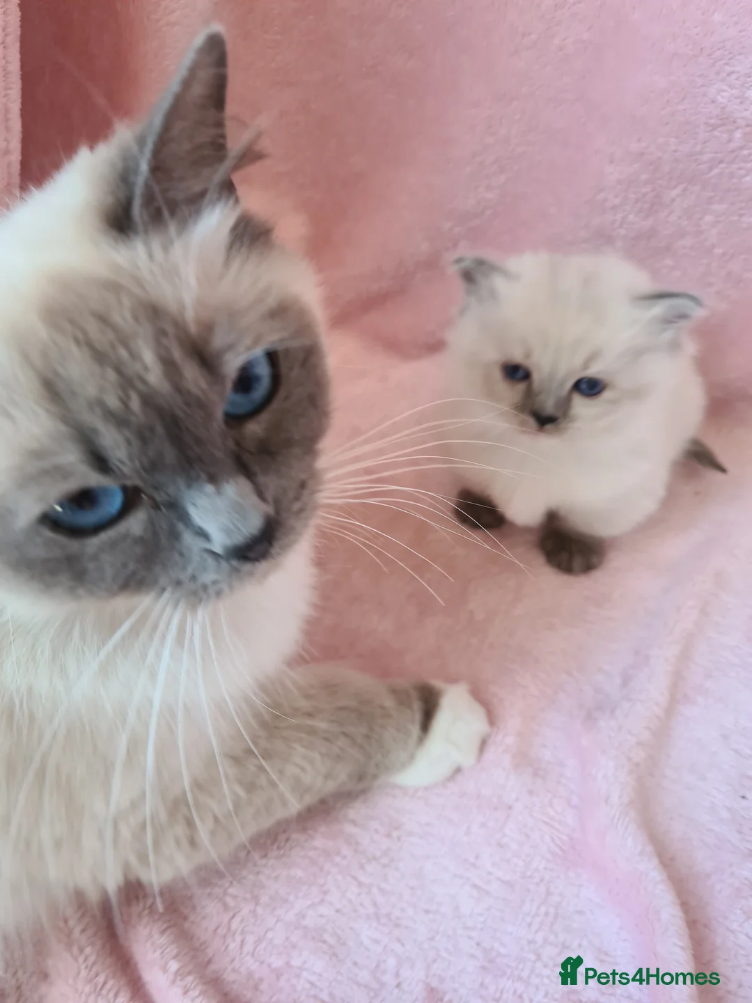 Ragdoll cats for sale: Ragdoll Kitten **READY NOW ** - Advert 2