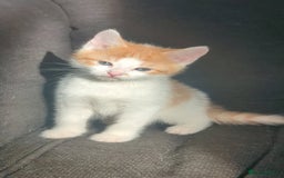 British Shorthair cats for sale: Cute kittens  - Image 3