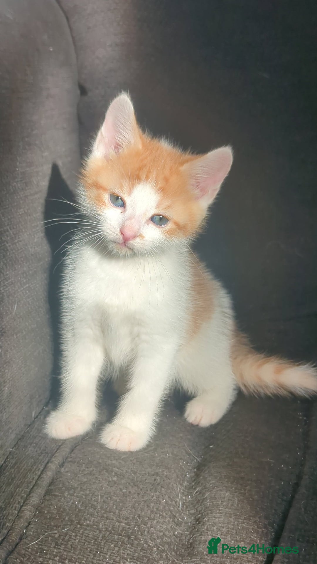 British Shorthair cats for sale: Cute kittens  - Image 3