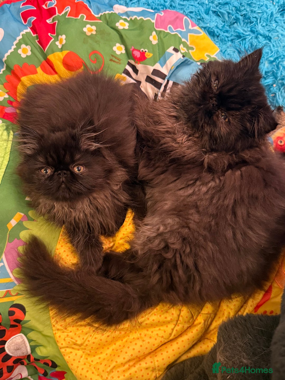Persian cats for sale: 1 girl left REDUCED GCCF  PERSIANS  - Advert 9
