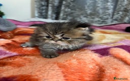 Persian cats for sale: 3 persian chinchillas 1 male 2 females - Image 2