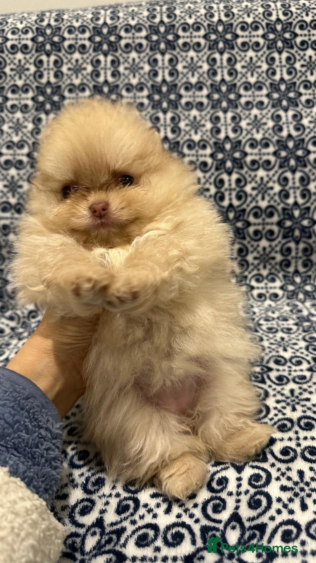 Pomeranian dogs for sale: Stunning littler of KC Pom puppies - Advert 13