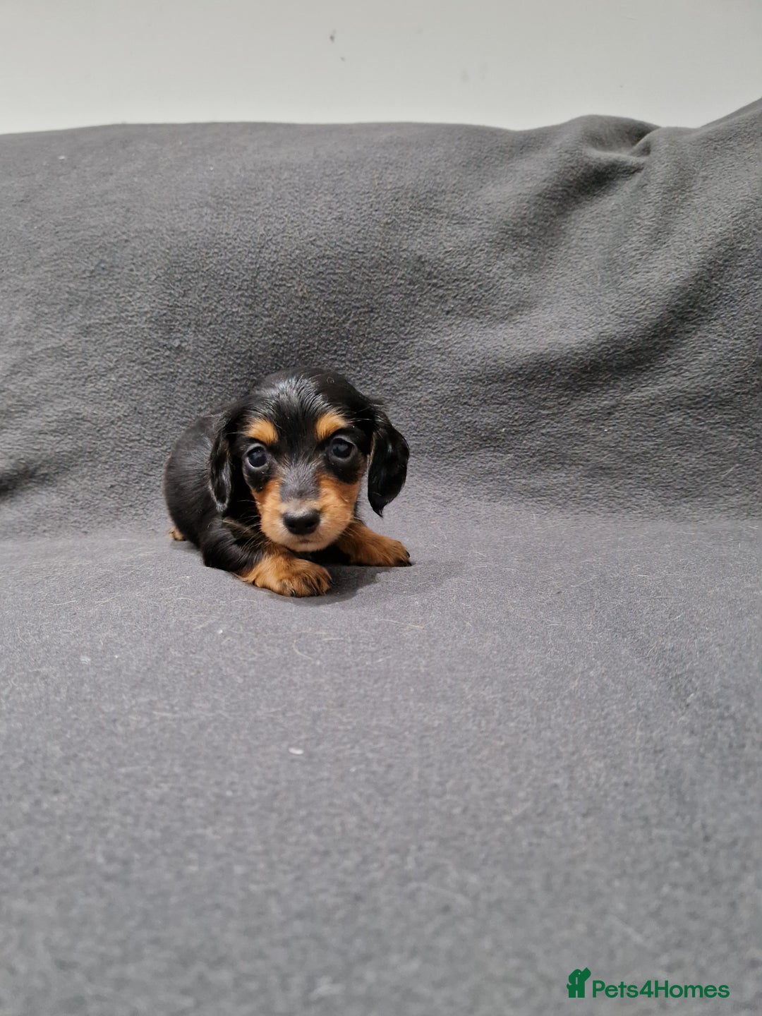 Miniature Dachshund dogs for sale: Quality KC Registered Mini Long-Haired Dachshunds  - Advert 18