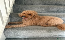 Toy Poodle dogs for sale: Nela  - Image 6