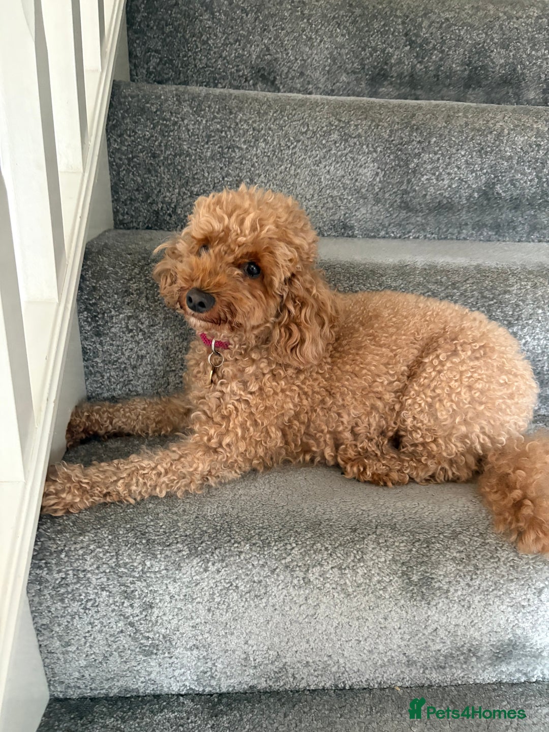 Toy Poodle dogs for sale: Nela  - Image 6