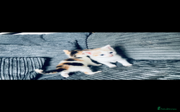 Mixed Breed cats for sale: 8 Adorable Kittens  - Image 10