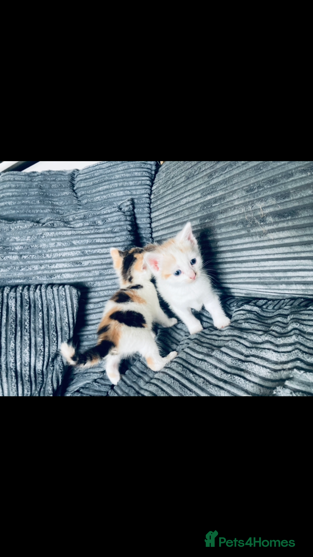 Mixed Breed cats for sale: 8 Adorable Kittens  - Image 10