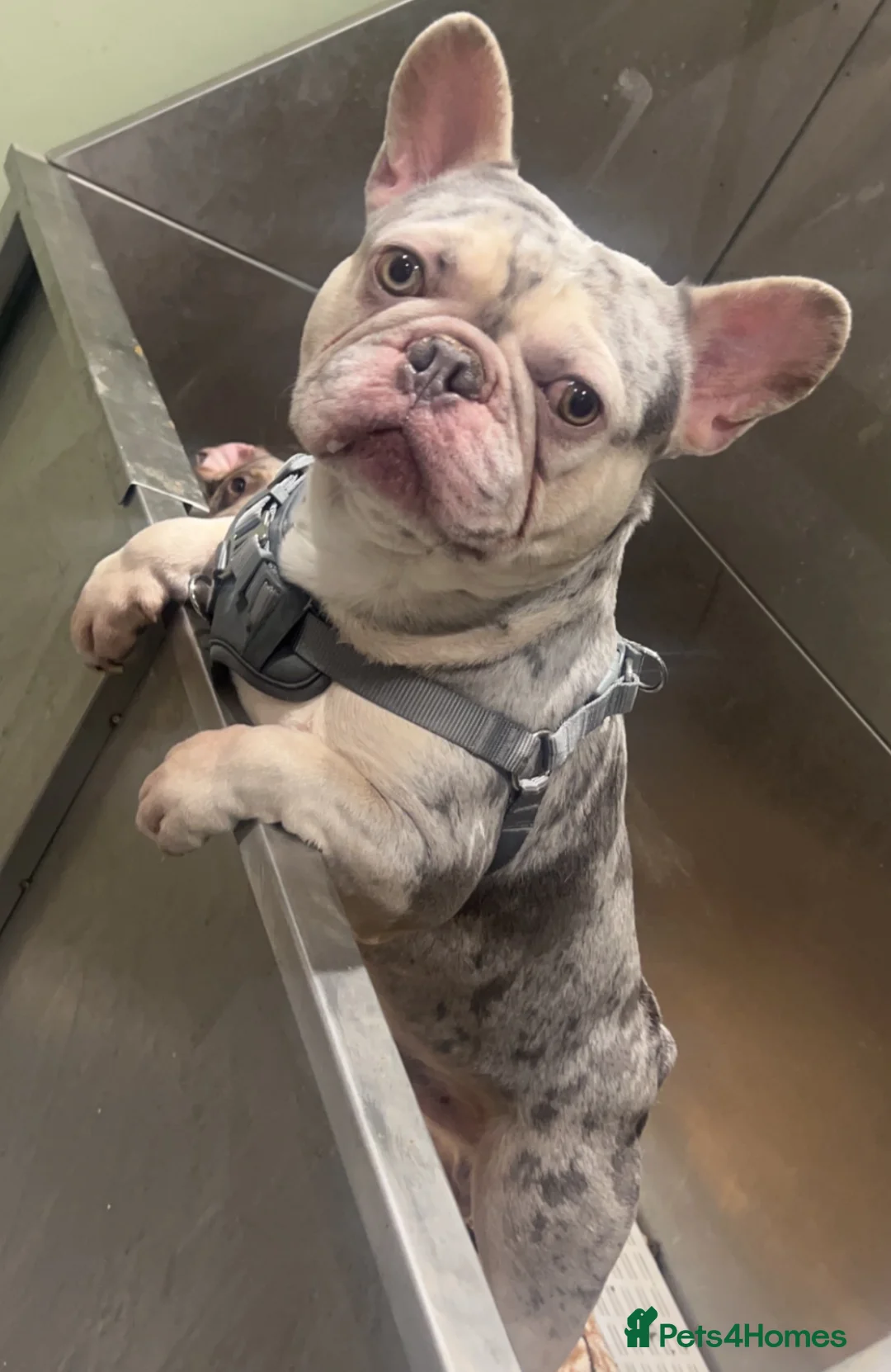 French Bulldog dogs for stud: LILAC AND TAN MERLE FRENCH BULLDOG STUD in Sunderland - Advert 4