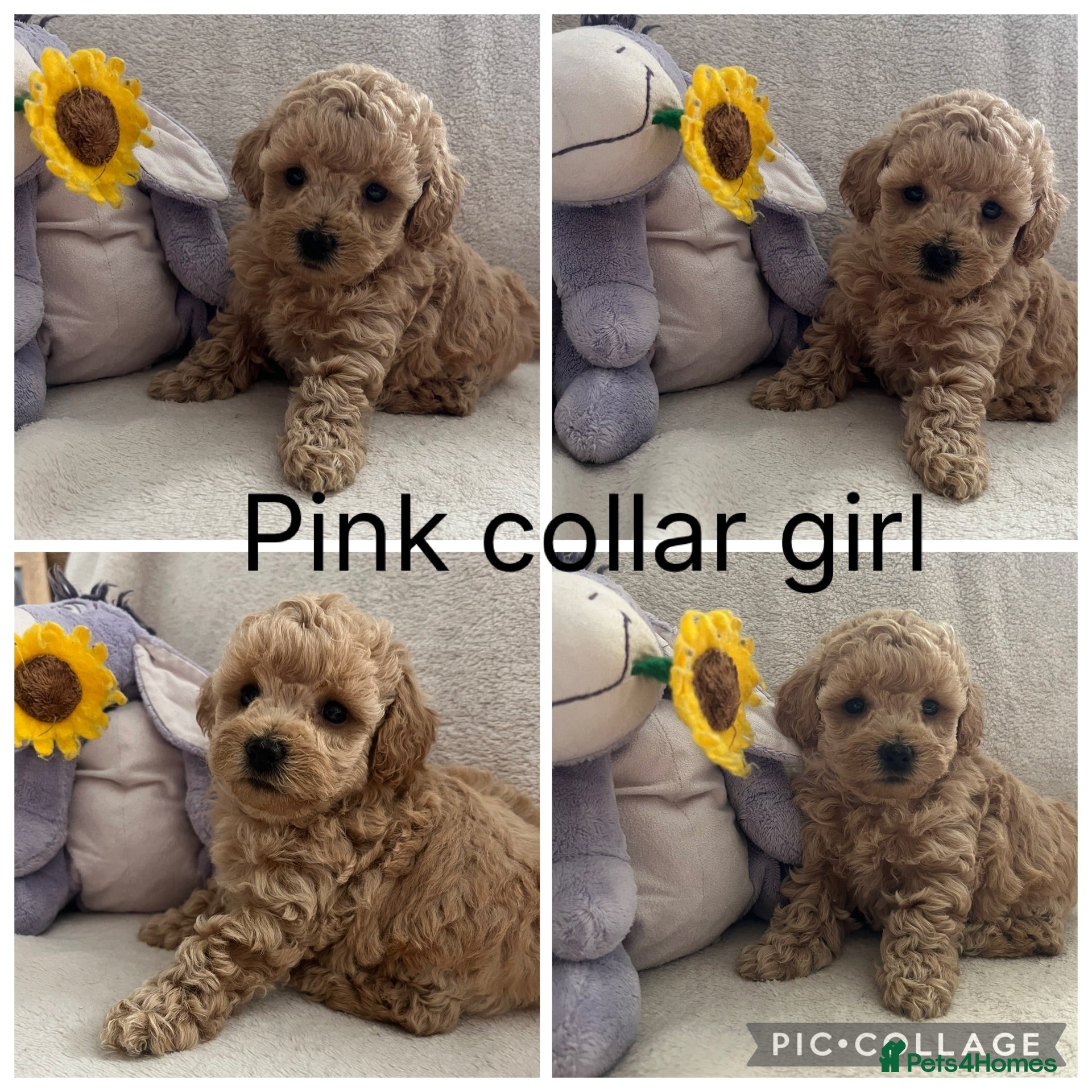Maltipoo dogs Adorable malshipoo puppies  - Advert 2