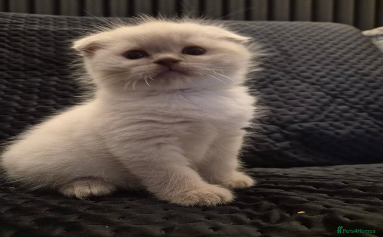 Scottish Fold cats - Advert 1