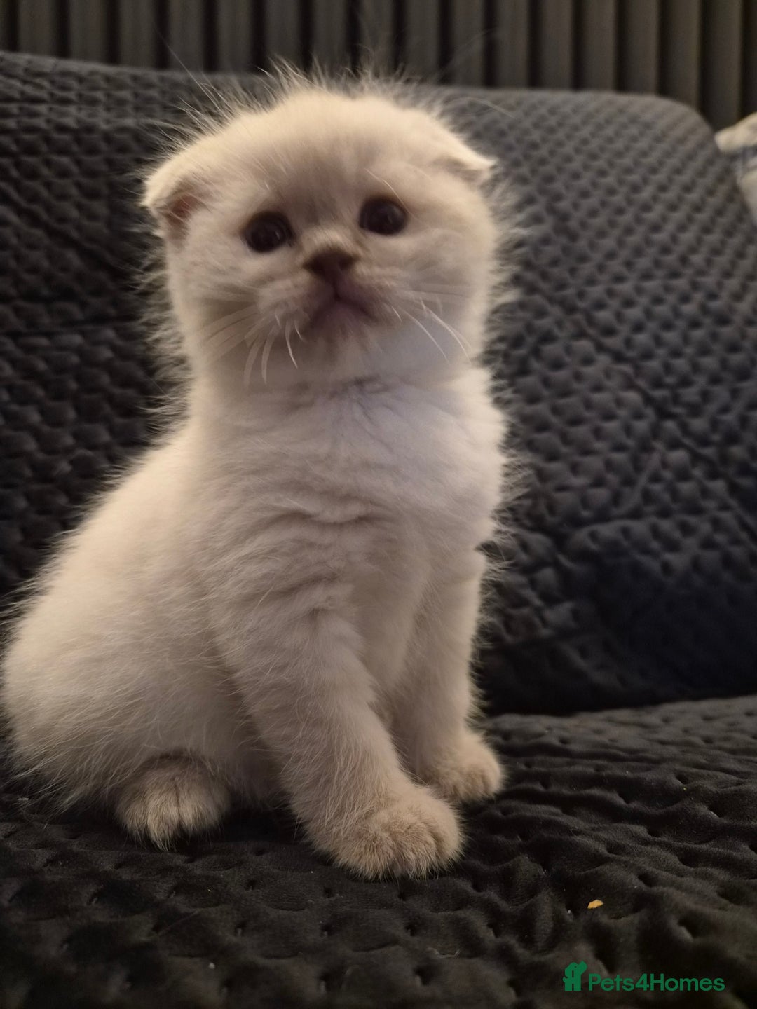 Scottish Fold cats for sale: Scottish fold x Siamese  - Image 1