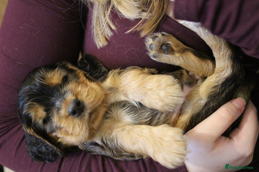 Cocker Spaniel dogs for sale: Beautiful sable show type cocker spaniel puppies - Image 9